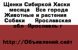 Щенки Сибиркой Хаски 2 месяца - Все города Животные и растения » Собаки   . Ярославская обл.,Ярославль г.